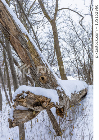 Fallen Tree Covered With Snow 135152960