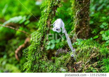 銀鈴花、鬼針草、屋久島白谷雲水峽（六月） 135152968
