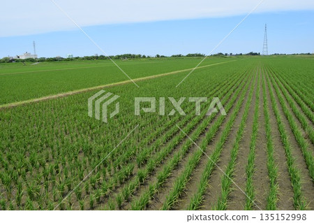 水稻種植 3 週後的稻田 135152998