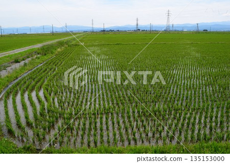Paddy field 3 weeks after rice planting 135153000