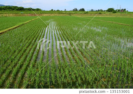 Paddy field 3 weeks after rice planting 135153001