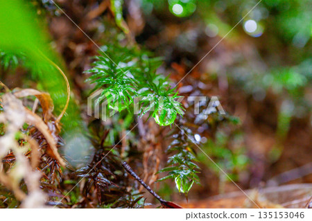 Polytrichum moss Yakushima Shiratani Unsuikyo (Summer) Polytrichum moss Yakushima Shiratani Unsuikyo (Summer) 135153046