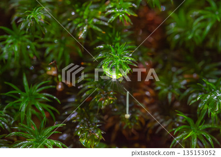 屋久島白谷雲水峽(夏季) 屋久島白谷雲水峽(夏季) 135153052