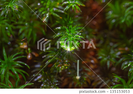Polytrichum moss Yakushima Shiratani Unsuikyo (Summer) 135153053