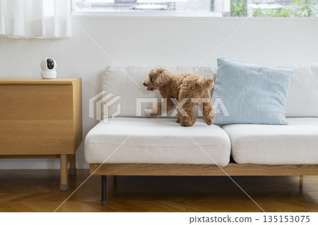 Toy poodle kept at home by pet camera 135153075