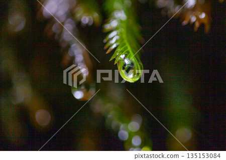 杜鵑花科植物,屋久島白谷雲水峽(夏季) 杜鵑花科植物,屋久島白谷雲水峽(夏季) 135153084