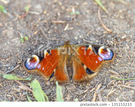 Peacock butterfly on the ground among the grass 135153233