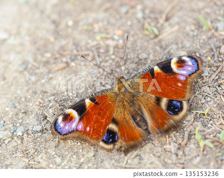 Peacock butterfly on the ground among the grass 135153236