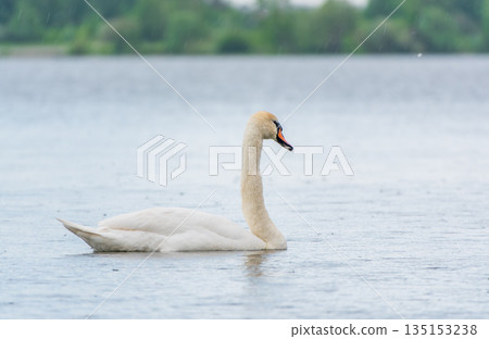 Graceful white Swan swimming in the lake, swans in the wild. Portrait of a white swan swimming on a lake. Graceful white Swan swimming in the lake, swans in the wild. Portrait of a white swan swimming on a lake. 135153238