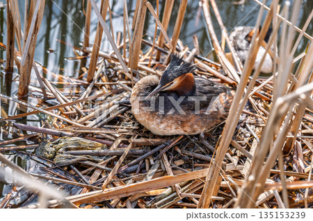 Great Crested Grebe, Podiceps cristatus, water bird sitting on the nest, nesting time on the green lake Great Crested Grebe, Podiceps cristatus, water bird sitting on the nest, nesting time on the green lake 135153239