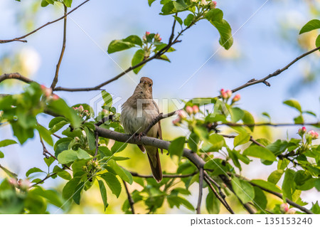 Thrush Nightingale, Luscinia luscinia. A bird sits on a tree branch and sings Thrush Nightingale, Luscinia luscinia. A bird sits on a tree branch and sings 135153240