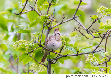 Thrush Nightingale, Luscinia luscinia. A bird sits on a tree branch and sings 135153242