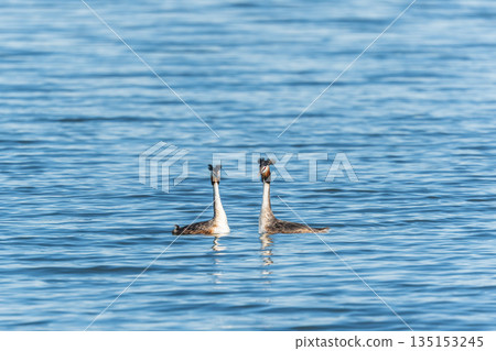 Mating games of two water birds Great Crested Grebes. Two waterfowl birds Great Crested Grebes swim in the lake with heart shaped silhouette Mating games of two water birds Great Crested Grebes. Two waterfowl birds Great Crested Grebes swim in the lake with heart shaped silhouette 135153245