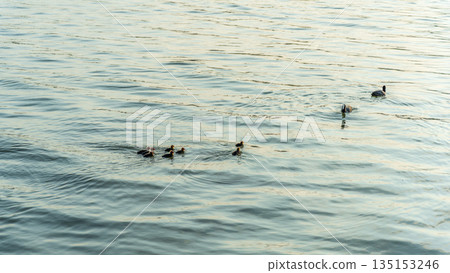 Eurasian Coot with Chicks Swimming on Lake 135153246