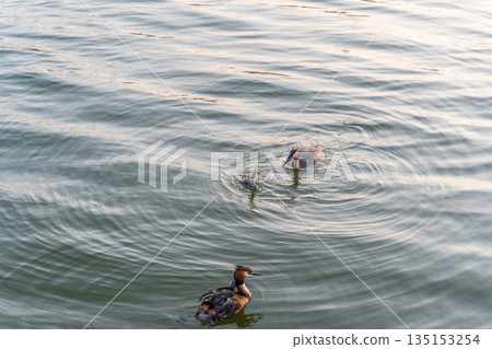 An adult great crested grebe feeds its chick with fish on a summer evening. An adult great crested grebe feeds its chick with fish on a summer evening. 135153254