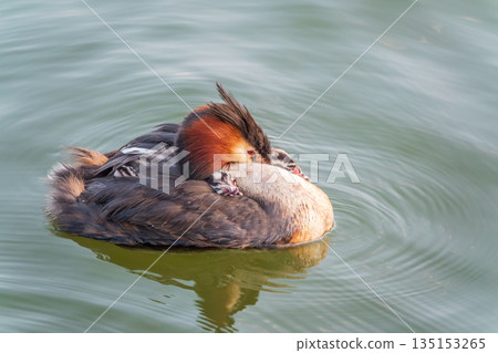 The water bird Great crested Grebe, Podiceps cristatus, swimming in the lake, and its cute babies riding on its back 135153265