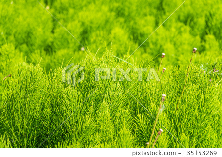 Wood horsetail (Equisetum sylvaticum) growing in the forest close up. Equisetum arvense, the field horsetail or common horsetail. Perennial herb 135153269