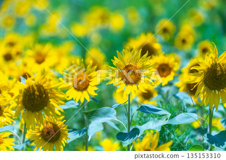 屋久島上的向日葵盛開，這裡是眾神居住的地方（夏季） 135153310
