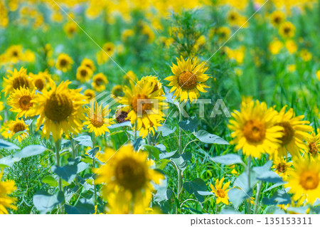 屋久島上的向日葵盛開,這裡是眾神居住的地方(夏季) 屋久島上的向日葵盛開,這裡是眾神居住的地方(夏季) 135153311