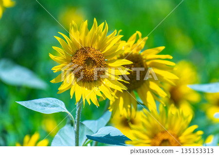 Sunflowers in full bloom on Yakushima, the island where the gods reside (Summer) Sunflowers in full bloom on Yakushima, the island where the gods reside (Summer) 135153313