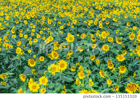 Sunflowers in full bloom on Yakushima, the island where the gods reside (Summer) Sunflowers in full bloom on Yakushima, the island where the gods reside (Summer) 135153320