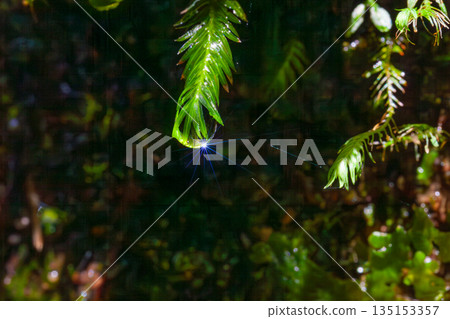 Water droplets of Delonium spp., Shiratani Unsuikyo Gorge, Yakushima (Summer) 135153357