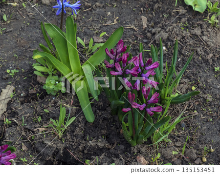 The vibrant pink and lilac flowers of Oriental Hyacinth Hyacinthus orientalis stand out against the green foliage. Lush green foliage frames the spring blooms. Close-up. The vibrant pink and lilac flowers of Oriental Hyacinth Hyacinthus orientalis stand out against the green foliage. Lush green foliage frames the spring blooms. Close-up. 135153451