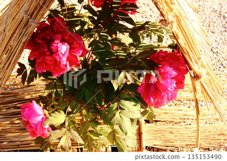 A winter peony named "Taiyo" bloomed at the Ueno Peony Garden in January 2026. A winter peony named "Taiyo" bloomed at the Ueno Peony Garden in January 2026. 135153490