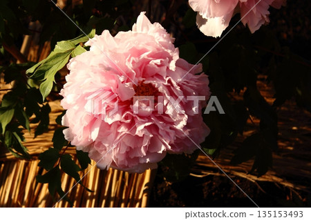 A winter peony named "Asuka" bloomed at the Ueno Peony Garden in January 2026 (2) A winter peony named "Asuka" bloomed at the Ueno Peony Garden in January 2026 (2) 135153493