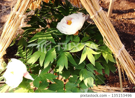 2026年1月，上野牡丹園裡盛開了一株名為「銀河之星」的冬牡丹（1） 135153496