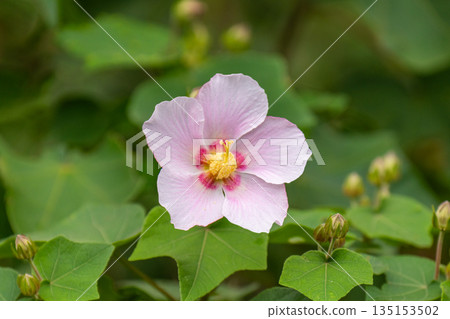 Sakishima Hibiscus - Yakushima, the island where the gods reside (Autumn) Sakishima Hibiscus - Yakushima, the island where the gods reside (Autumn) 135153502