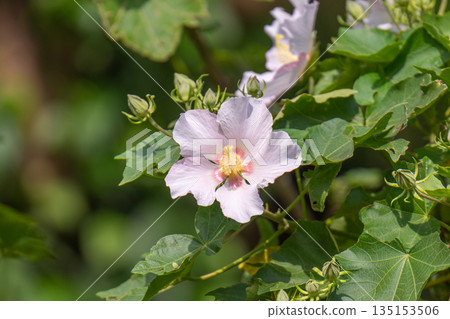 咲島芙蓉 - 眾神居住的島屋久島(秋天) 咲島芙蓉 - 眾神居住的島屋久島(秋天) 135153506