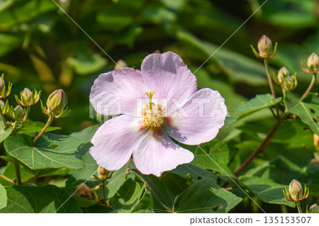 Sakishima Hibiscus - Yakushima, the island where the gods reside (Autumn) Sakishima Hibiscus - Yakushima, the island where the gods reside (Autumn) 135153507