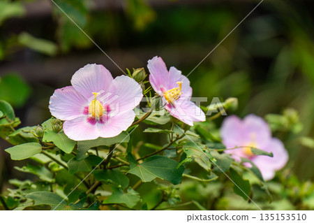 Sakishima Hibiscus - Yakushima, the island where the gods reside (Autumn) 135153510