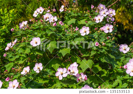 Sakishima Hibiscus - Yakushima, the island where the gods reside (Autumn) Sakishima Hibiscus - Yakushima, the island where the gods reside (Autumn) 135153513
