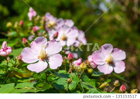咲島芙蓉 - 眾神居住的島屋久島(秋天) 咲島芙蓉 - 眾神居住的島屋久島(秋天) 135153517