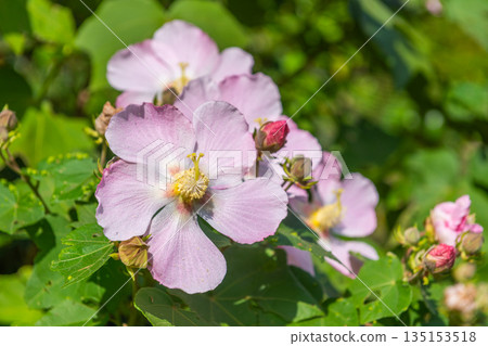 Sakishima Hibiscus - Yakushima, the island where the gods reside (Autumn) Sakishima Hibiscus - Yakushima, the island where the gods reside (Autumn) 135153518