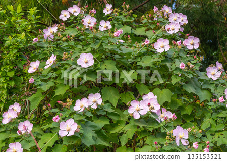 咲島芙蓉 - 眾神居住的島屋久島(秋天) 咲島芙蓉 - 眾神居住的島屋久島(秋天) 135153521