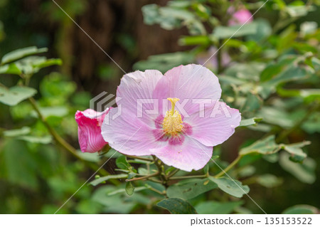 Sakishima Hibiscus - Yakushima, the island where the gods reside (Autumn) Sakishima Hibiscus - Yakushima, the island where the gods reside (Autumn) 135153522
