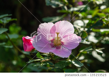 Sakishima Hibiscus - Yakushima, the island where the gods reside (Autumn) Sakishima Hibiscus - Yakushima, the island where the gods reside (Autumn) 135153523