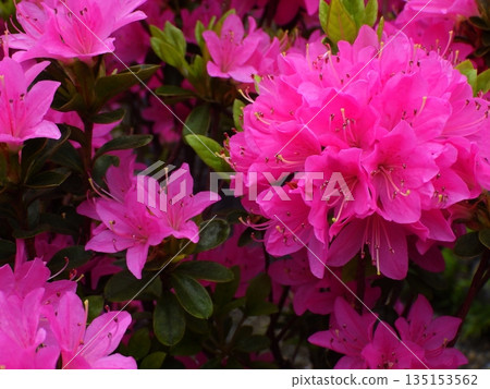 Pink azalea in full bloom Pink azalea in full bloom 135153562