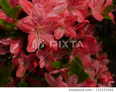 皋月朱紅色的花朵 皋月朱紅色的花朵 135153564