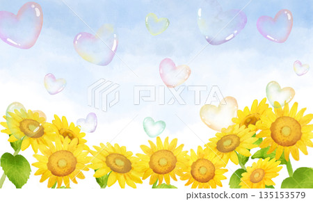 Sunflower background with flying heart-shaped soap bubbles 135153579