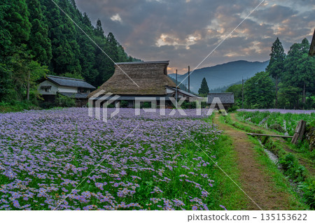 Photographed "Kitayama Yuzen chrysanthemum", a summer tradition in the Kuta area, Sakyo-ku, Kyoto Photographed "Kitayama Yuzen chrysanthemum", a summer tradition in the Kuta area, Sakyo-ku, Kyoto 135153622