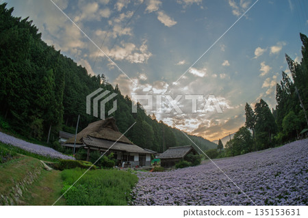 Photographed "Kitayama Yuzen chrysanthemum", a summer tradition in the Kuta area, Sakyo-ku, Kyoto 135153631