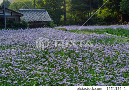拍攝於京都Sakyo-ku庫塔地區的夏季傳統“ Kitayama Yuzen菊花” 135153641
