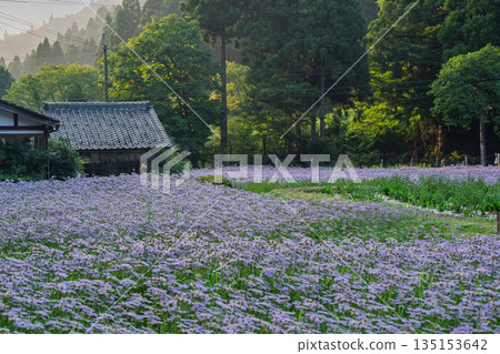 拍攝於京都Sakyo-ku庫塔地區的夏季傳統“ Kitayama Yuzen菊花” 135153642