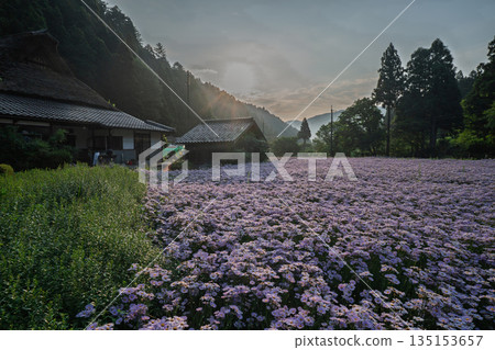 拍攝於京都Sakyo-ku庫塔地區的夏季傳統“ Kitayama Yuzen菊花” 拍攝於京都Sakyo-ku庫塔地區的夏季傳統“ Kitayama Yuzen菊花” 135153657