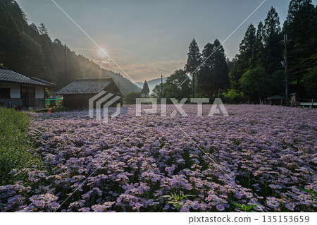 拍攝於京都Sakyo-ku庫塔地區的夏季傳統“ Kitayama Yuzen菊花” 135153659