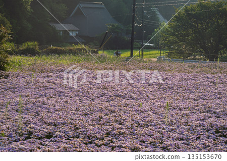 Photographed "Kitayama Yuzen chrysanthemum", a summer tradition in the Kuta area, Sakyo-ku, Kyoto 135153670